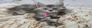 Maine Coon Kitten 4