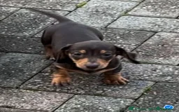 Dachshund dogs for sale: KC PRA Miniature smooth hair dachshund puppies  - Image 20