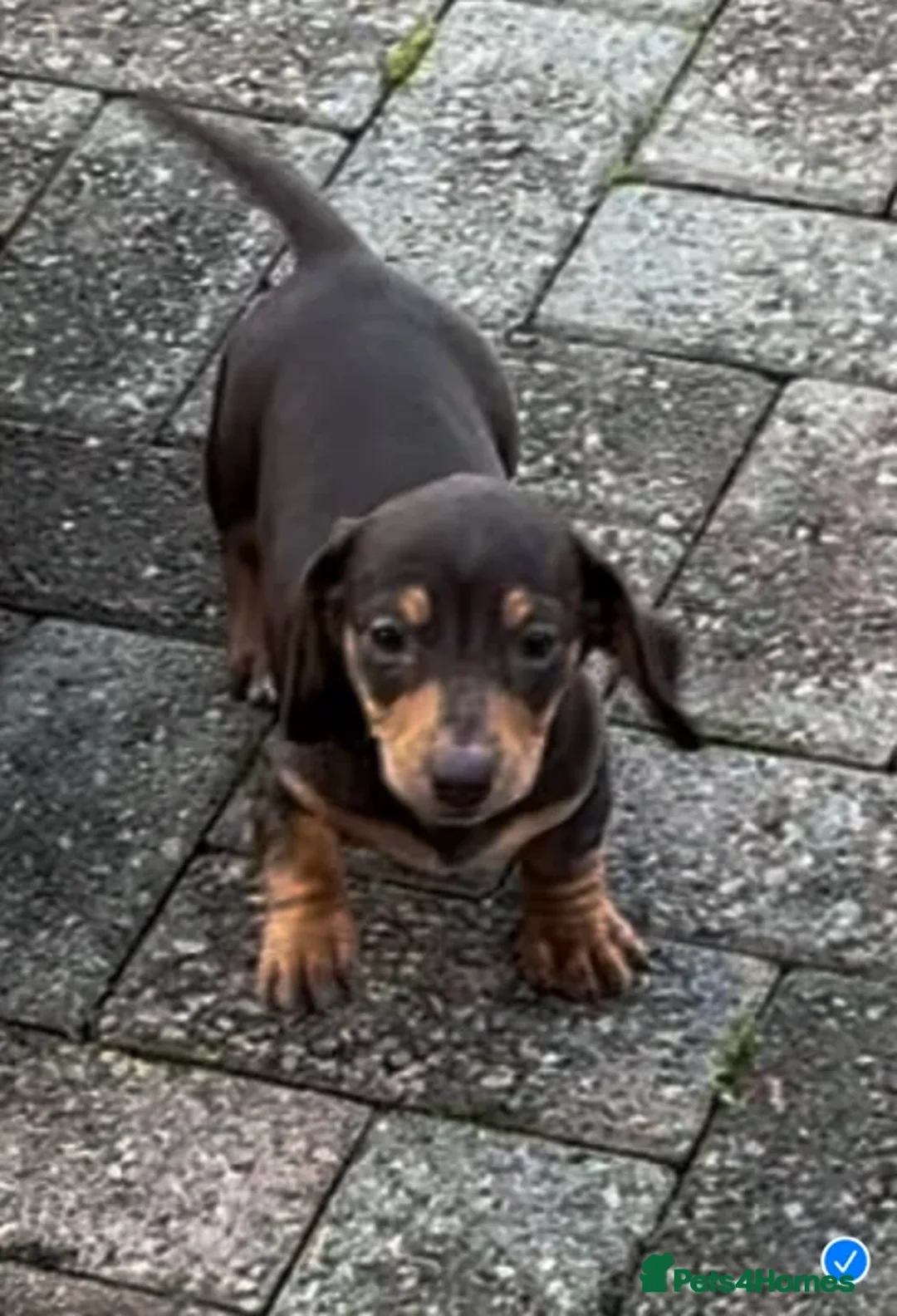 Dachshund dogs for sale: KC PRA Miniature smooth hair dachshund puppies  - Image 20