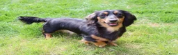 Miniature Dachshund dogs for sale: 3 year old miniature long haired dachshund female - Advert 1