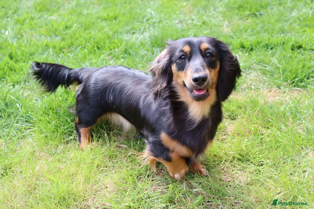 Miniature Dachshund dogs for sale: 3 year old miniature long haired dachshund female - Advert 1