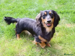 Miniature Dachshund dogs 3 year old miniature long haired dachshund female - Advert 5