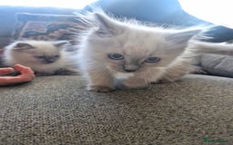 Ragdoll cats for sale: Adorable ragdoll kittens  - Image 2