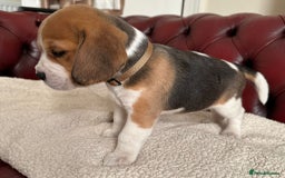 Beagle dogs for sale: Beagle Puppies - Image 4