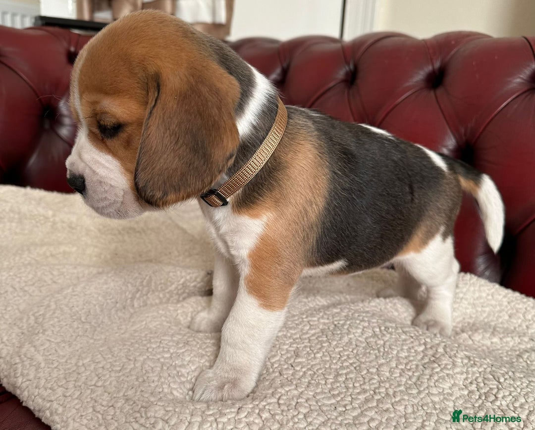Beagle dogs for sale: Beagle Puppies - Image 4