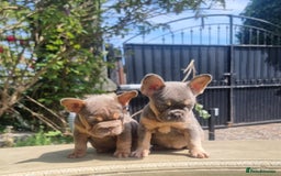 French Bulldog dogs for sale: Beautiful French bulldogs - Image 17