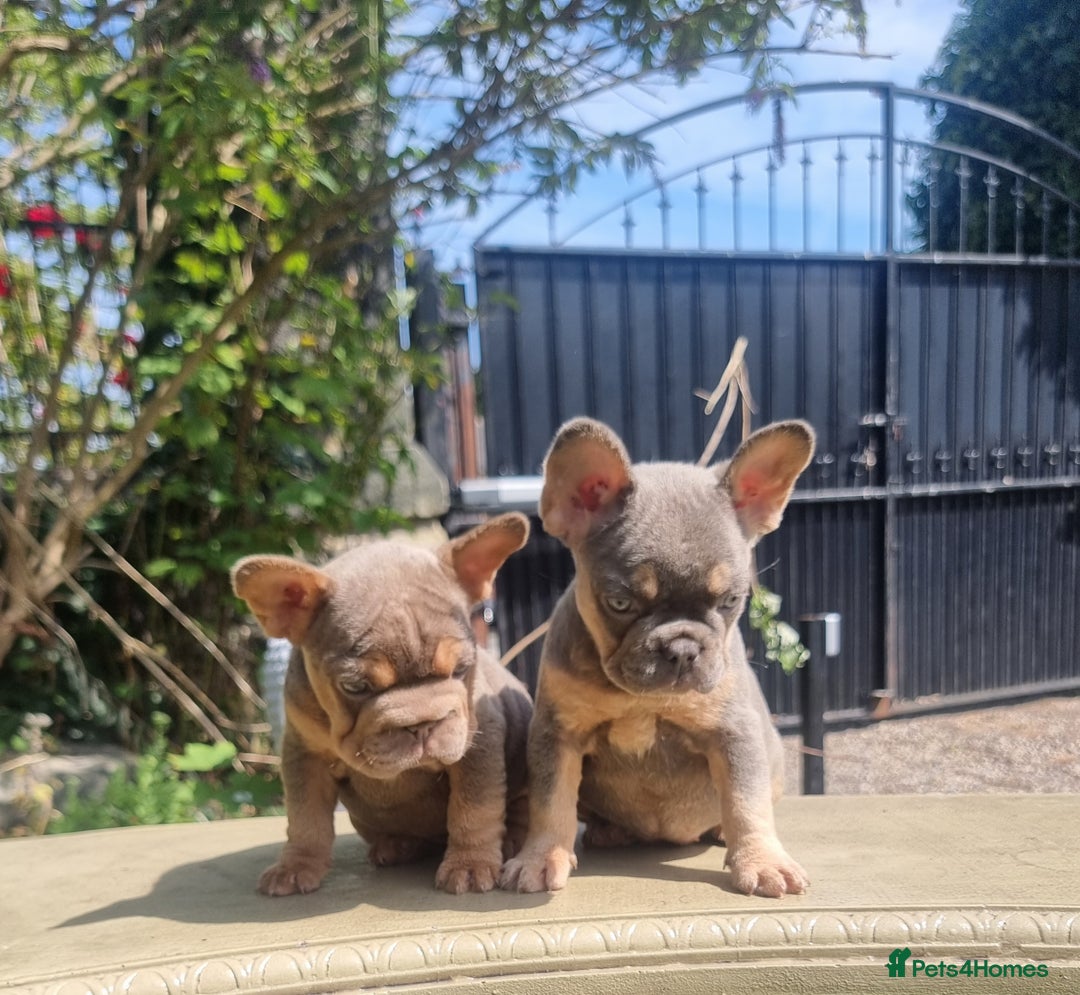 French Bulldog dogs for sale: Beautiful French bulldogs - Image 17