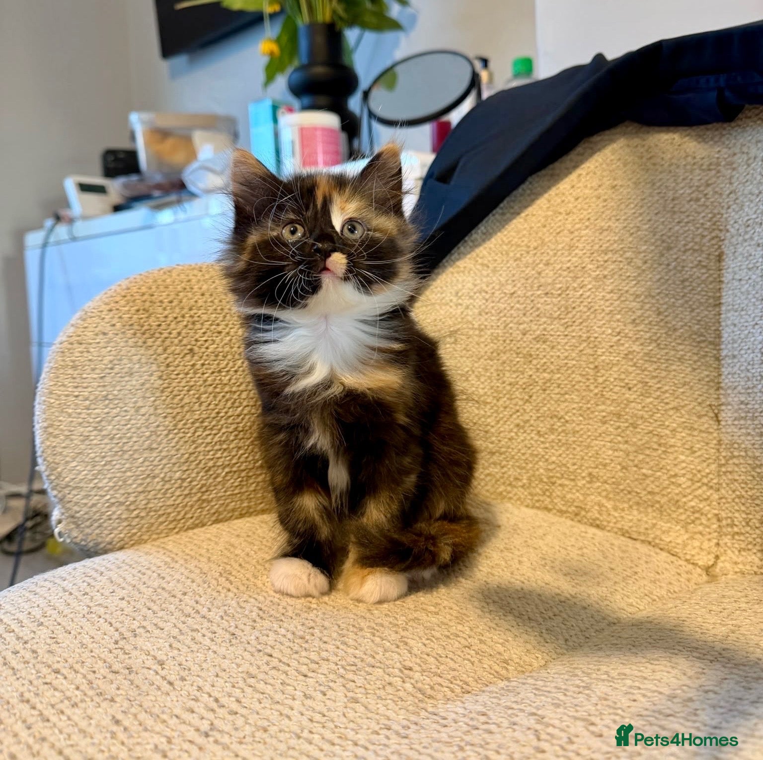 Mixed Breed cats Adorable fluffy tortoiseshell girl  - Advert 13