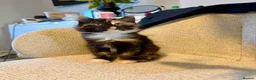 Mixed Breed cats for sale: Adorable fluffy tortoiseshell girl  - Advert 1