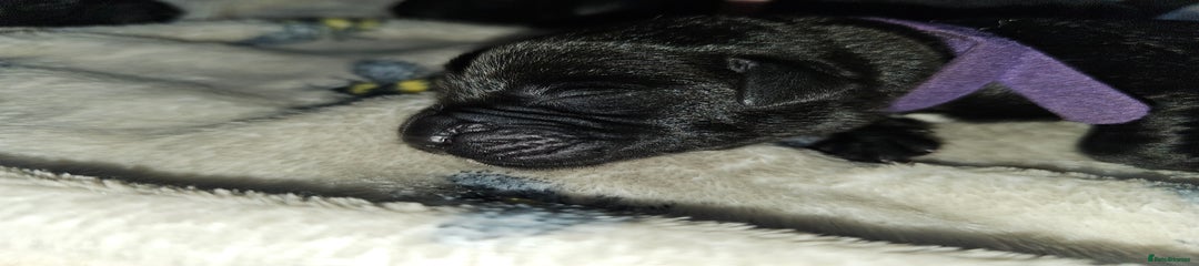 Black Girl Puppy (Purple Collar)