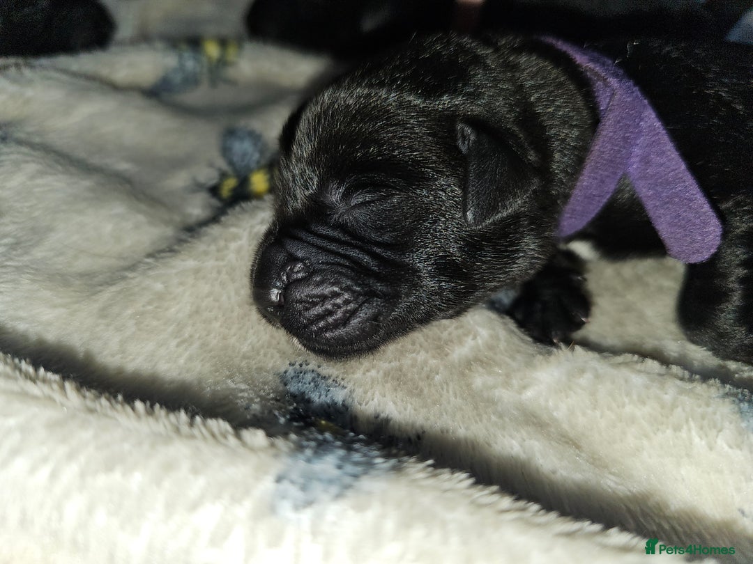 Labrador Retriever dogs for sale: KC reg Labrador puppies – Black and Yellow  - Image 12