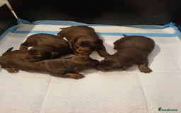 Dachshund dogs for sale: Sausage dog  - Advert 7