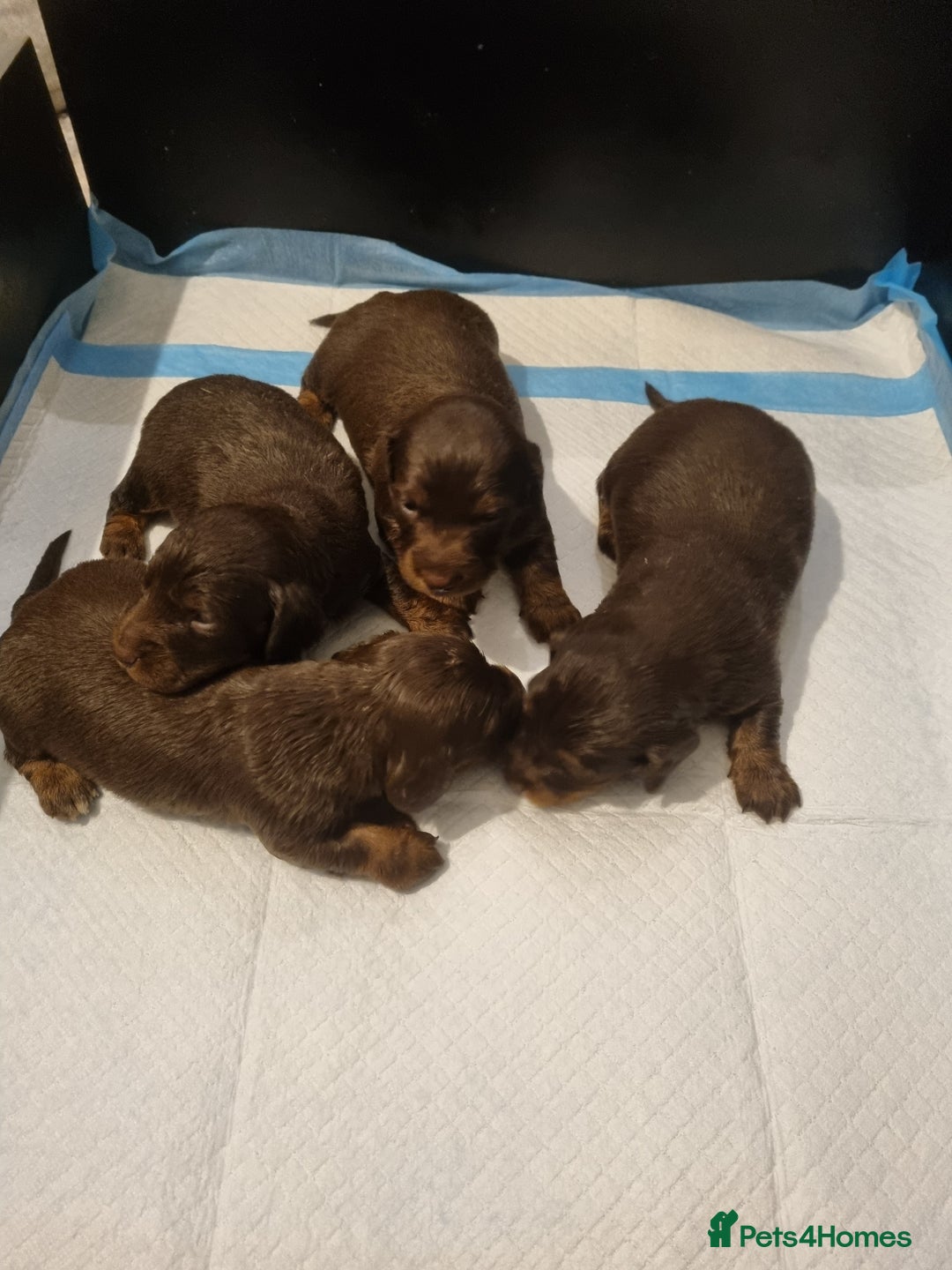 Dachshund dogs for sale: Sausage dog  - Advert 7