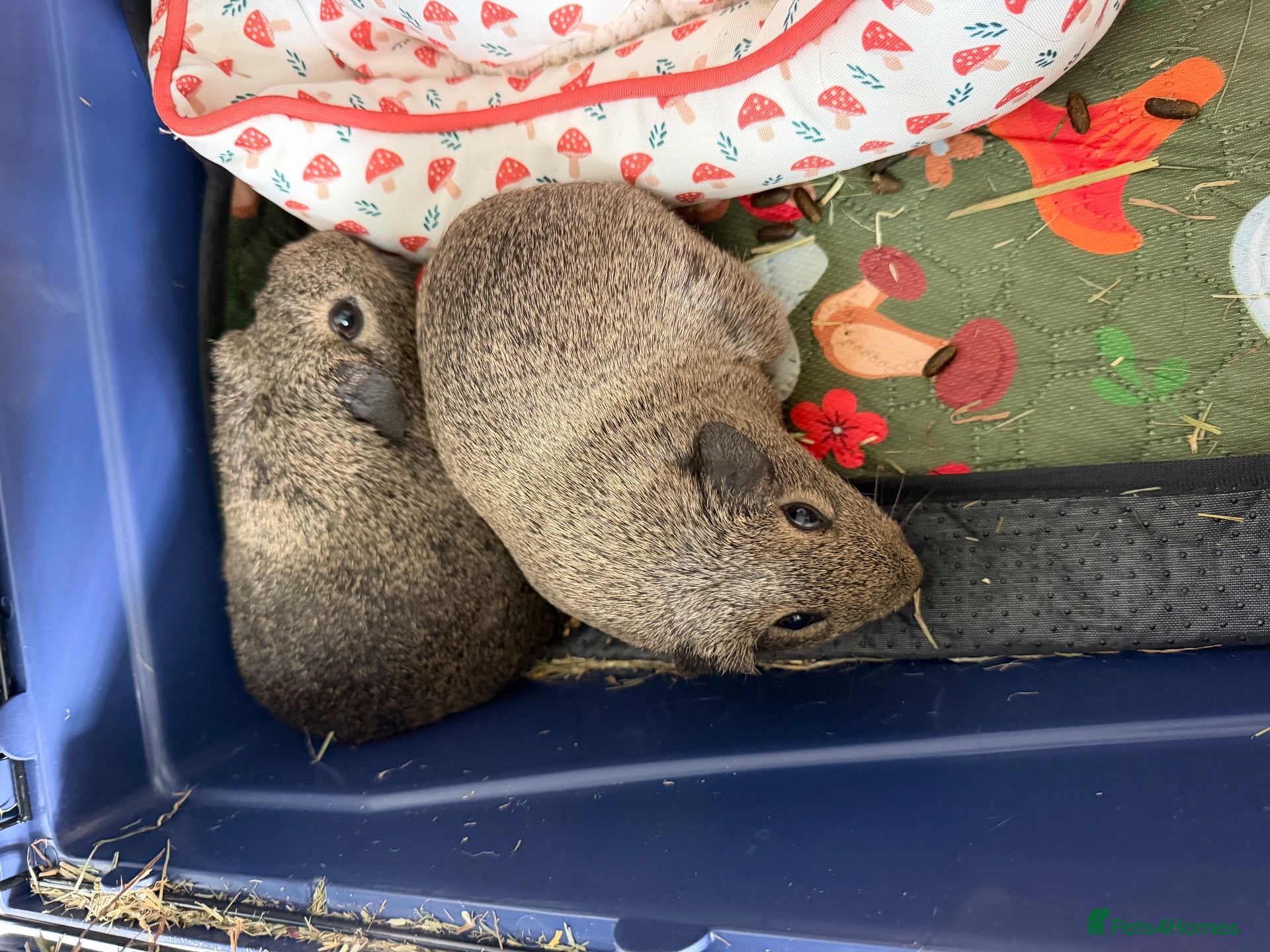 Guinea Pig rodents for sale: Guinea pigs - Advert 2