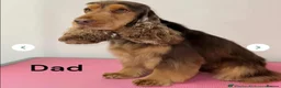 Cocker Spaniel dogs for stud: Chocolate Sable Show Cocker Stud - Advert 1