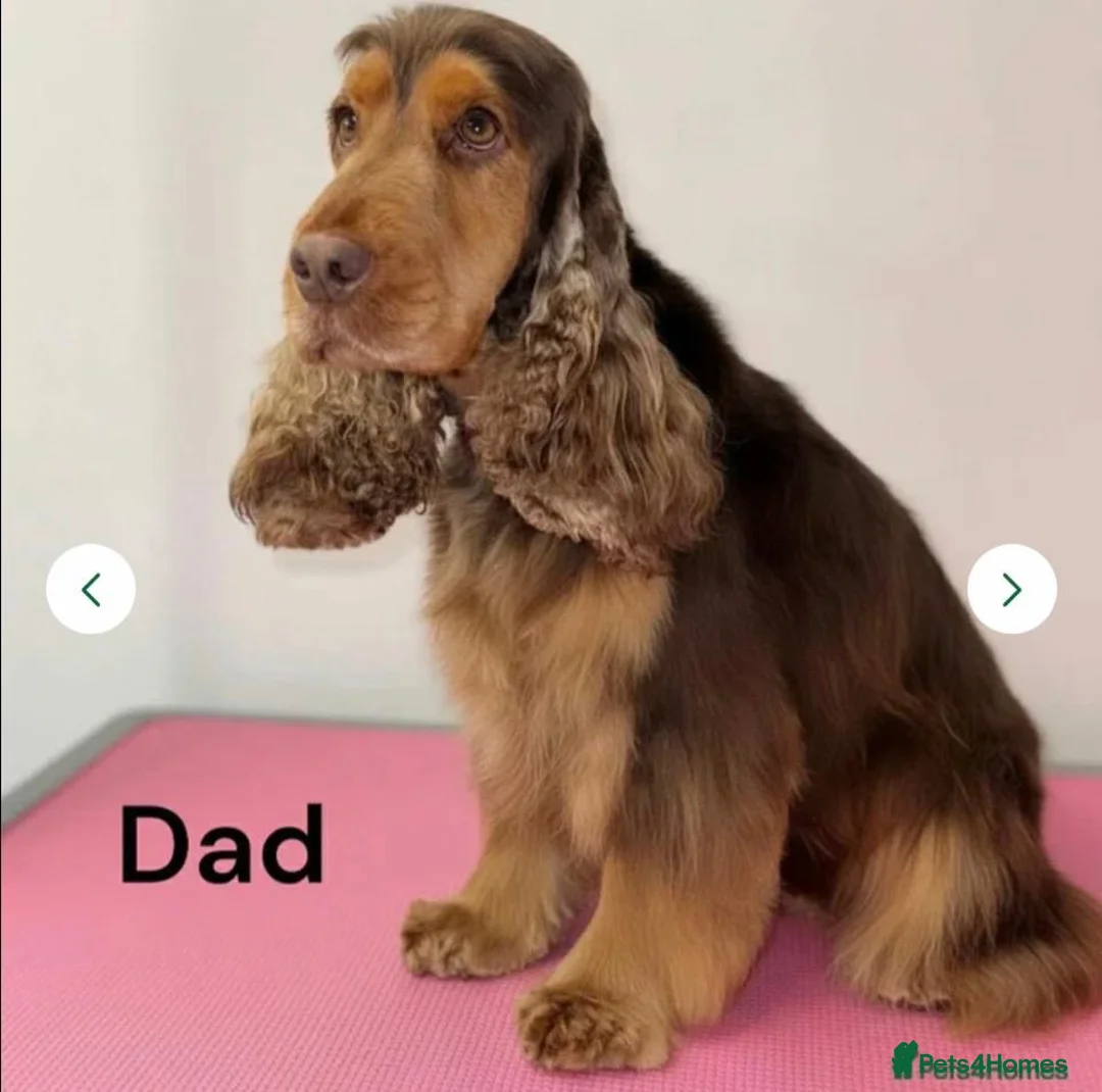 Cocker Spaniel dogs for stud: Chocolate Sable Show Cocker Stud - Advert 1