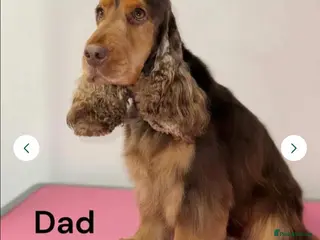 Cocker Spaniel dogs Chocolate Sable Show Cocker Stud - Advert 7