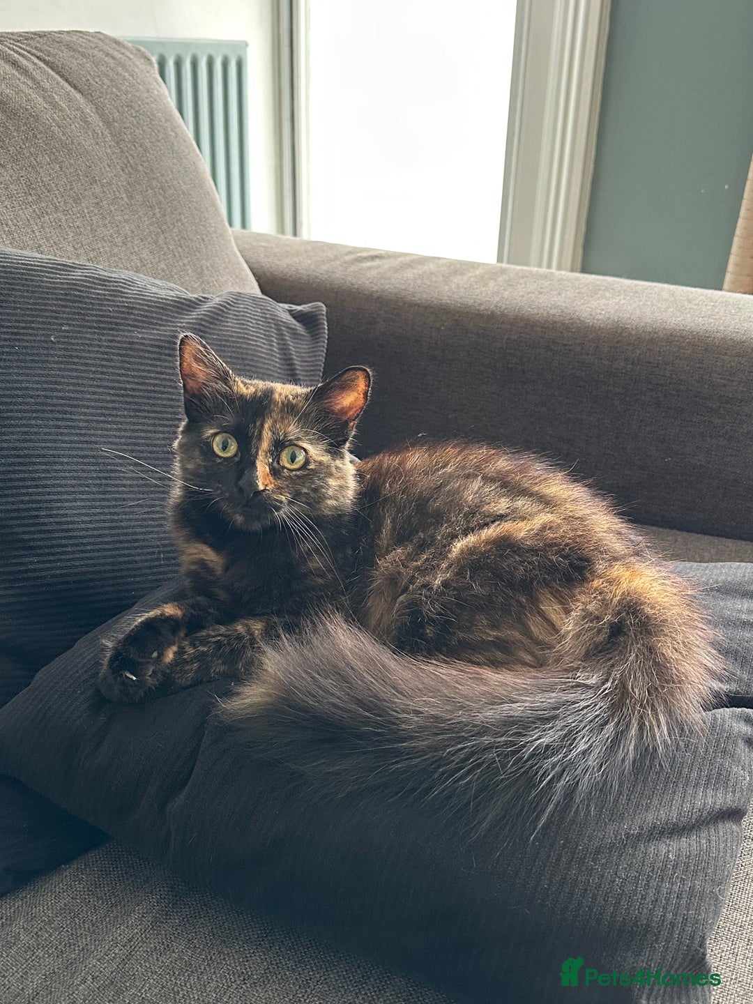 Bengal cats for sale: Rolo  - Image 1