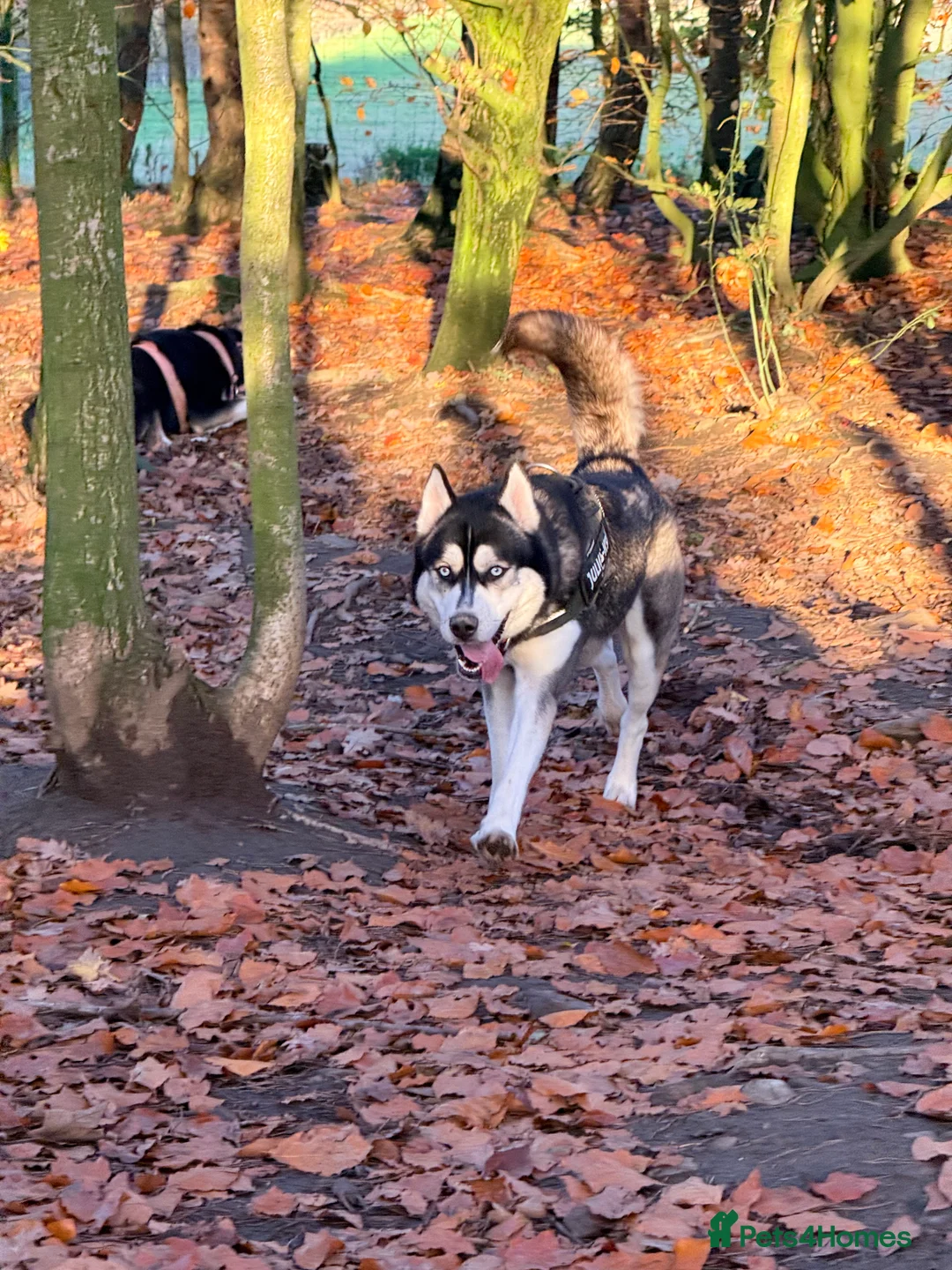 Siberian Husky dogs for sale: Meet Alfie the Husky 🐕💙 - Advert 7