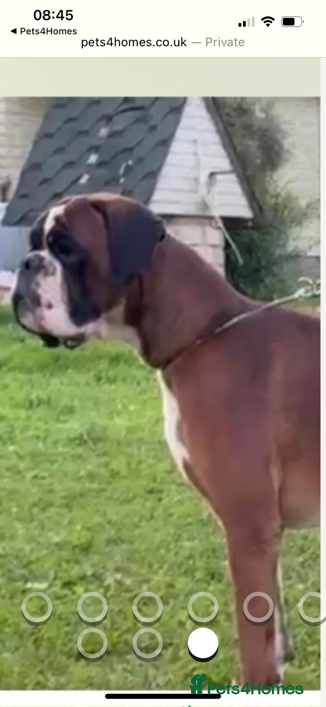 Boxer dogs for stud: Extensively Health Tested European Stud in Cardiff - Advert 8