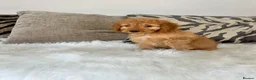 Cockapoo dogs for sale: F1 golden cockapoo puppies  - Advert 12