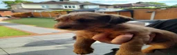 Patterdale Terrier dogs for sale: Pattadale terrier pups in Liverpool - Advert 15