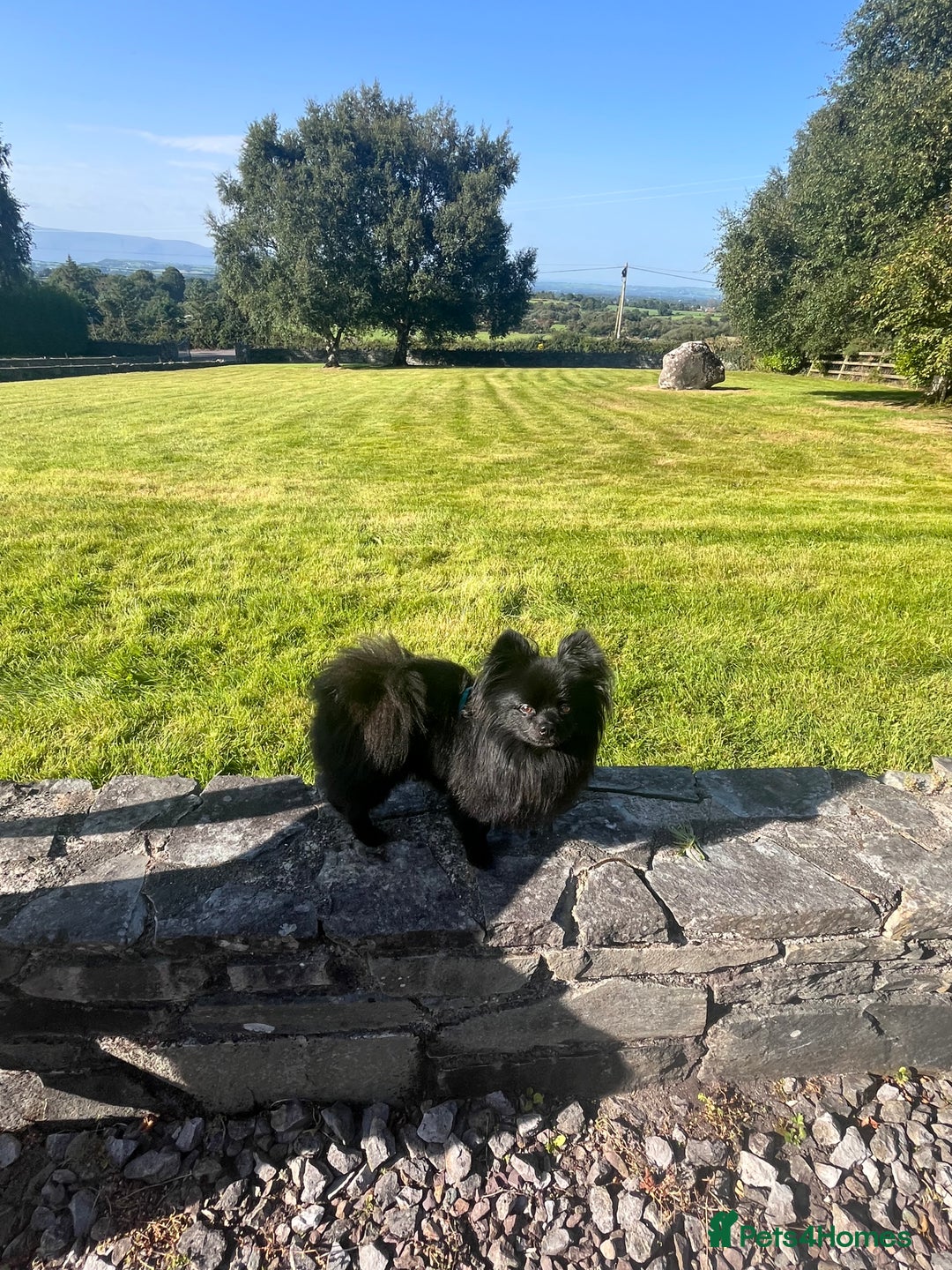 Pomeranian dogs for stud: Pomeranian x Papillon - Advert 1