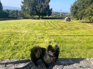 Pomeranian dogs Pomeranian x Papillon - Advert 1