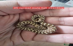 Snake reptiles for sale: Western Hognose Snakes Adults&Hatchlings - Image 5
