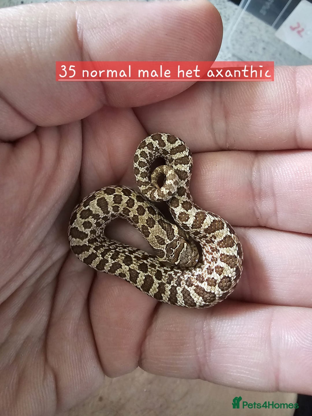 Snake reptiles for sale: Western Hognose Snakes Adults&Hatchlings - Image 5