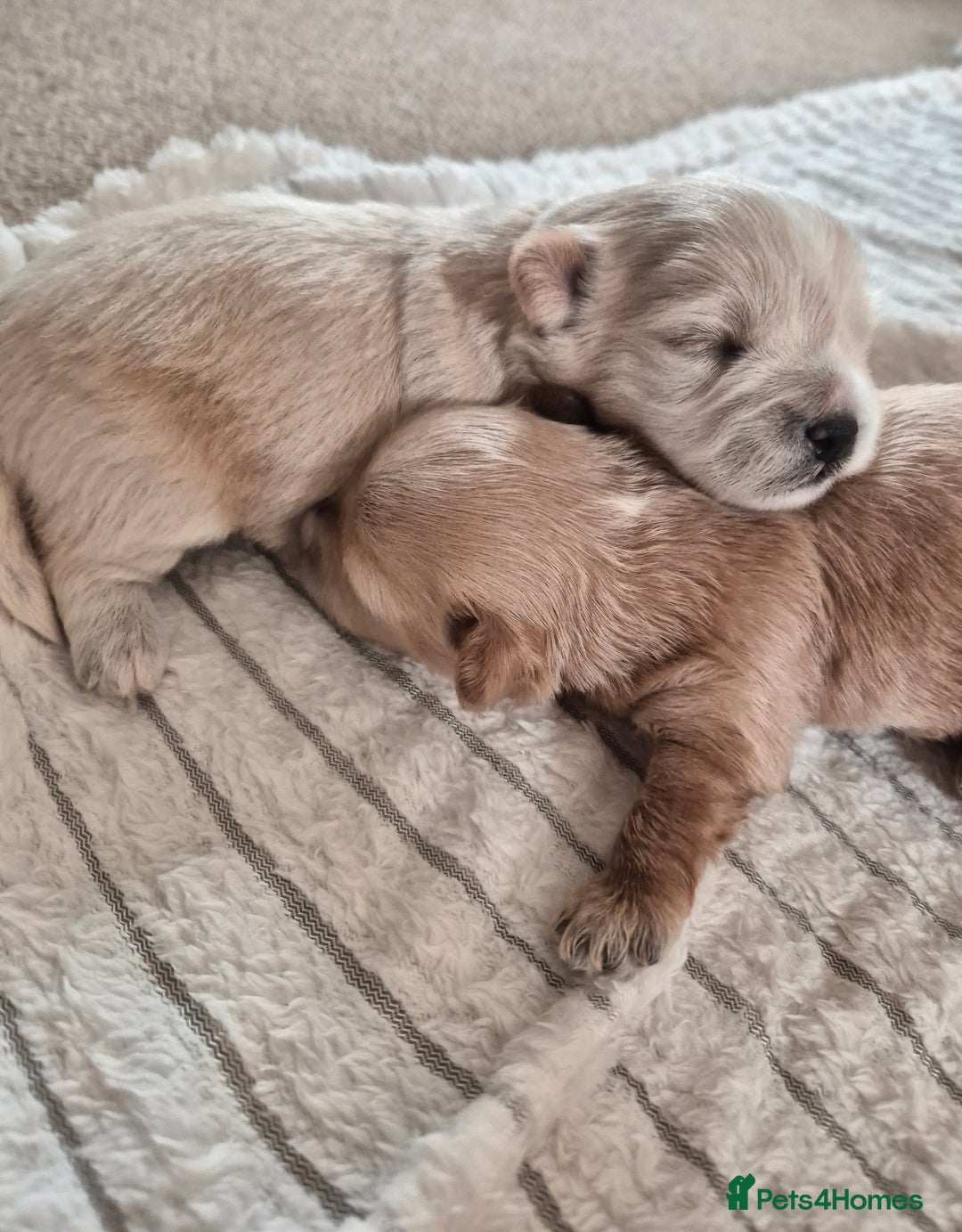 Mixed Breed dogs for sale: Malshipoos puppies 1 boy 1 girl maltipoo mum  - Image 3