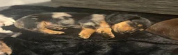 Miniature Dachshund dogs for sale: Beautiful rare miniature Daschunds. Pure 🧬  - Advert 20