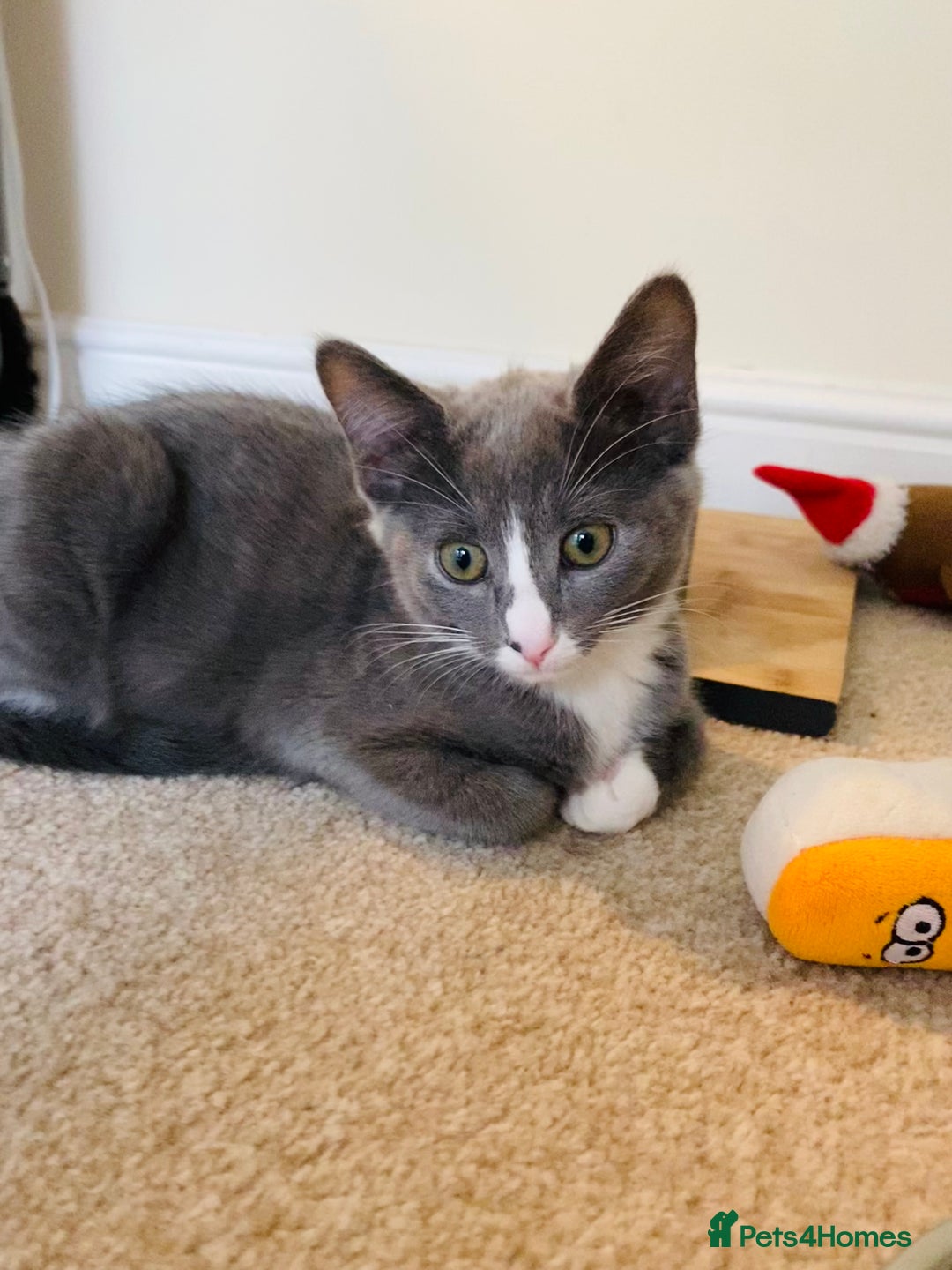 Domestic Shorthair cats for sale: Ragdoll Cross X DSH - Image 16
