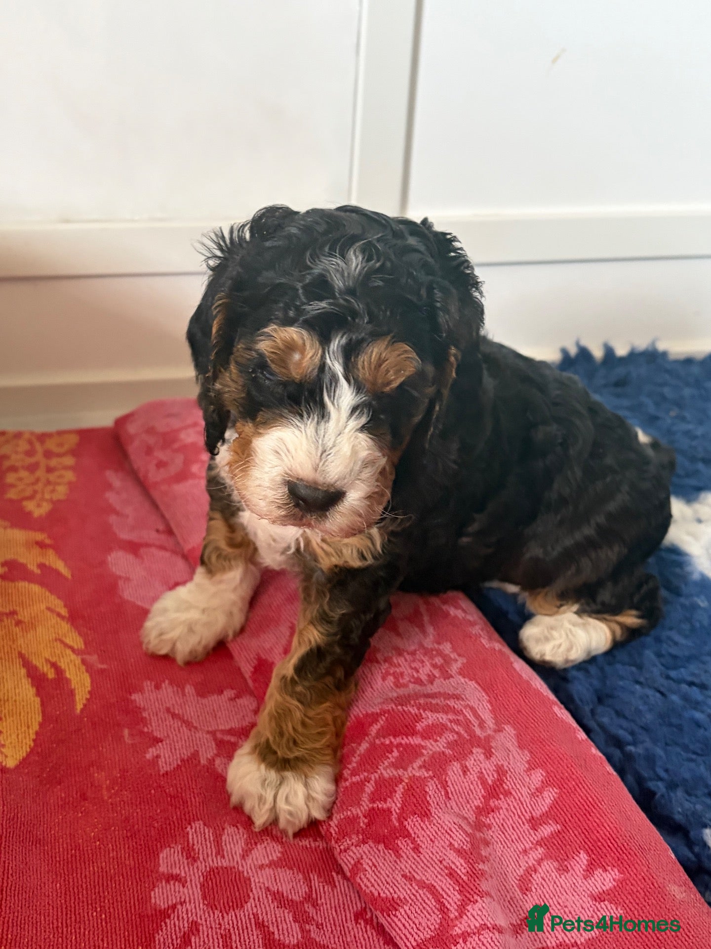 Cockapoo dogs Last Two Cockapoo Girls - Advert 3