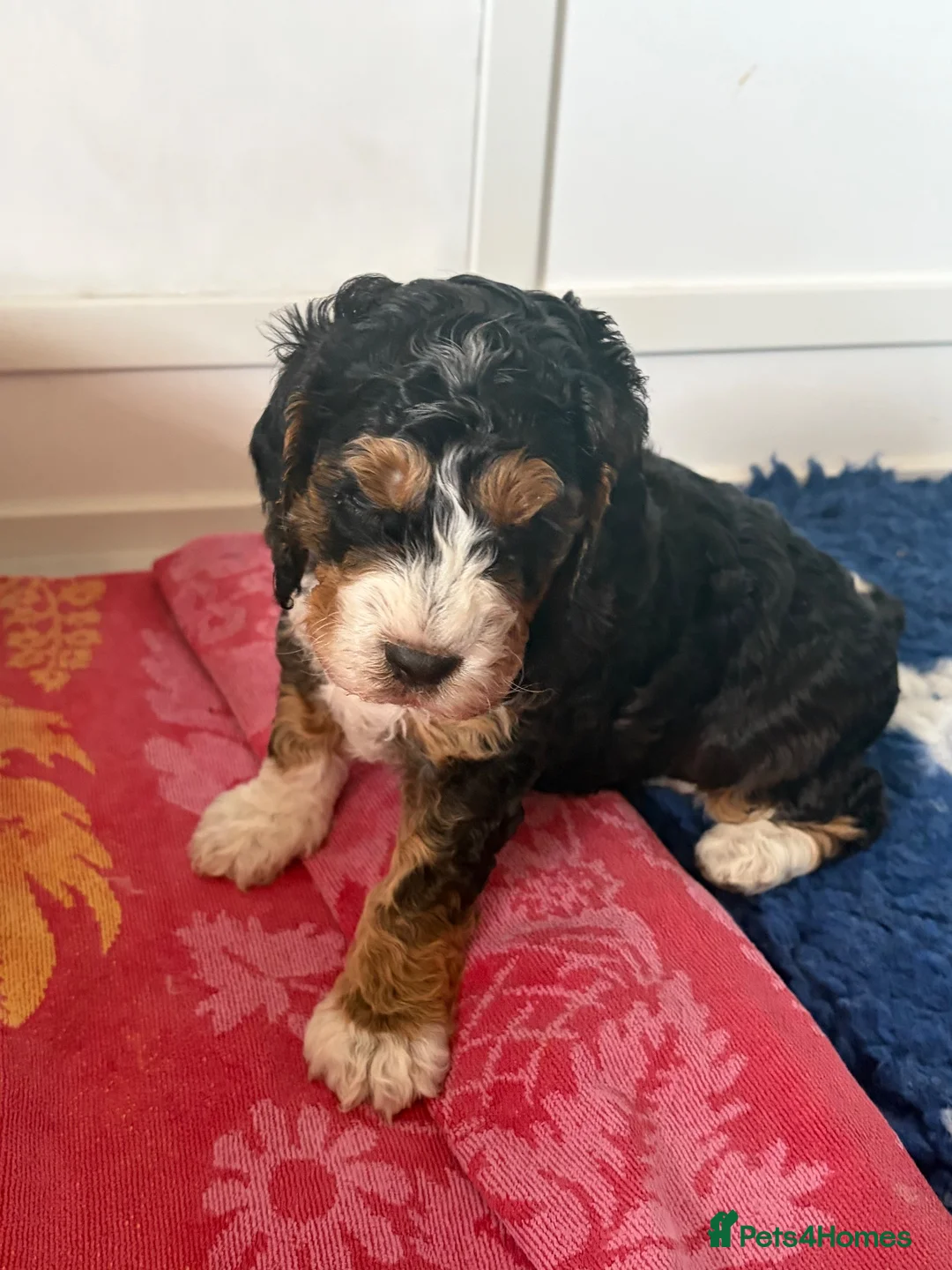 Cockapoo dogs for sale: Last Two Cockapoo Girls in Shrewsbury - Advert 1