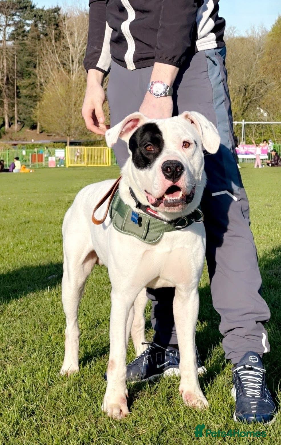 American Bulldog dogs New home  - Advert 1