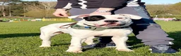 American Bulldog dogs for sale: New home  in Ware - Advert 1