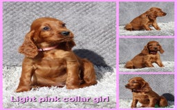 Irish Setter dogs for sale: Outstanding KC Reg Irish Setter puppies  - Image 4