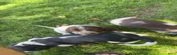 Cocker Spaniel dogs for sale: Pups for sale - Advert 5