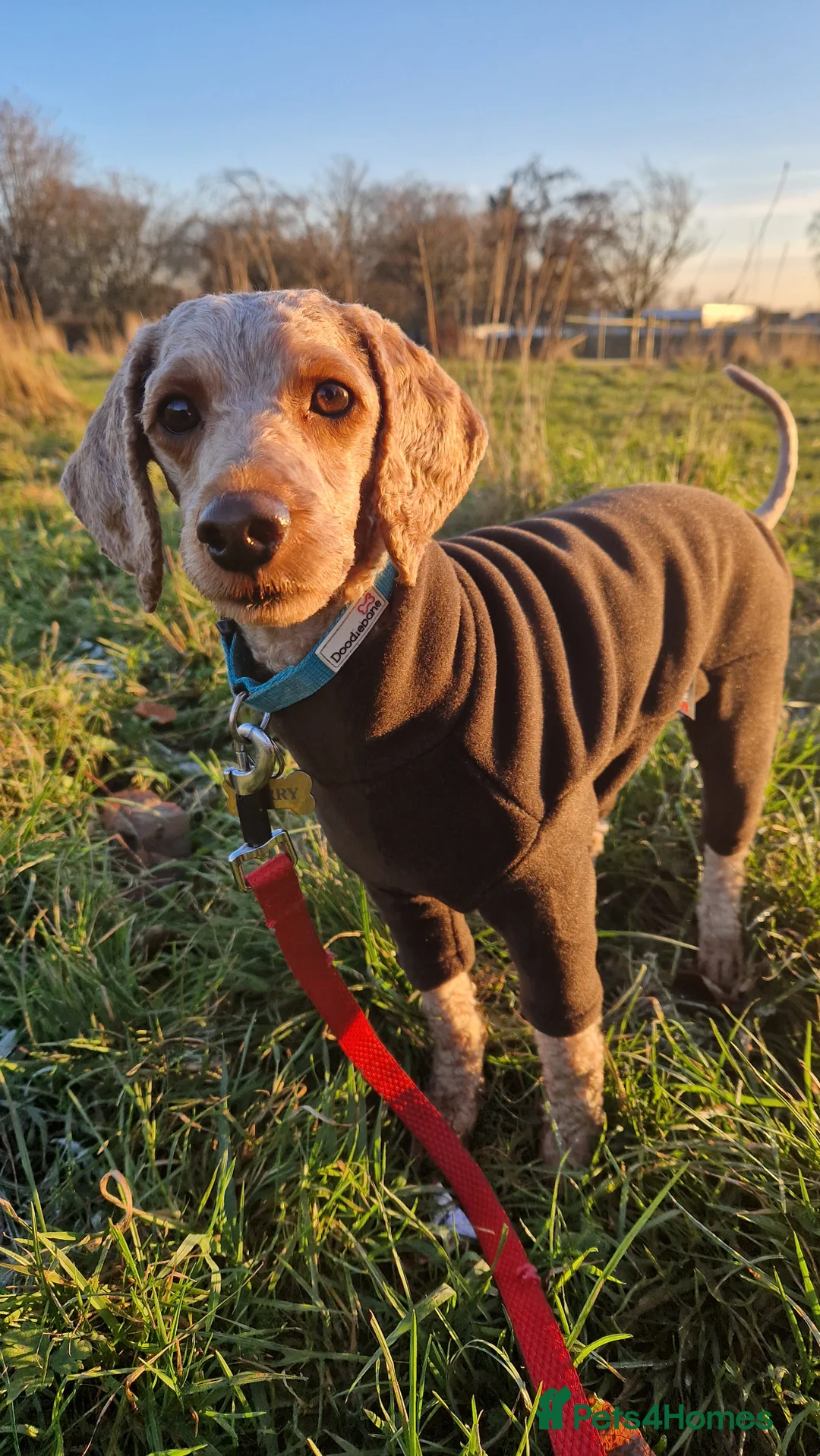 Miniature Poodle dogs for stud: KC DNA tested proven RED miniature poodle stud in Manchester - Advert 12