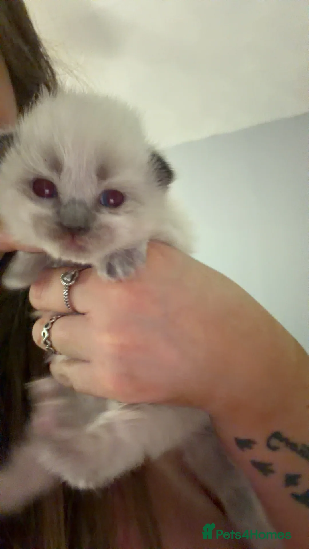 Ragdoll cats for sale: 3 female ragdoll kittens  - Advert 6