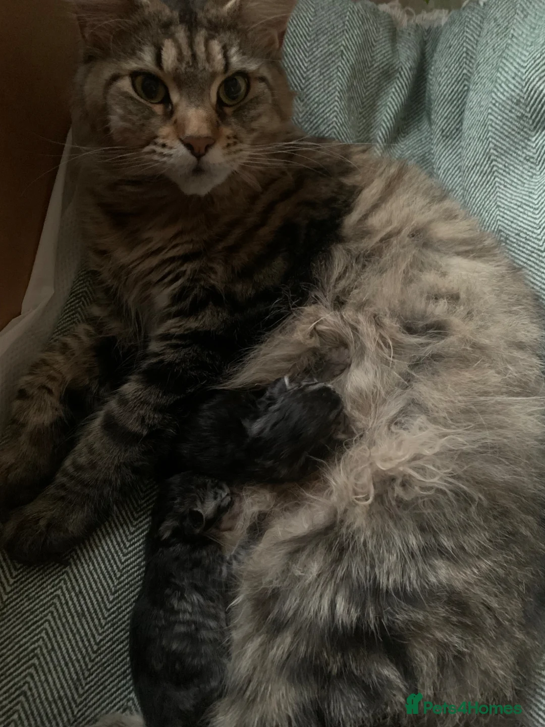 Maine Coon cats for sale: 2 Maine Coon kittens  in London - Advert 14