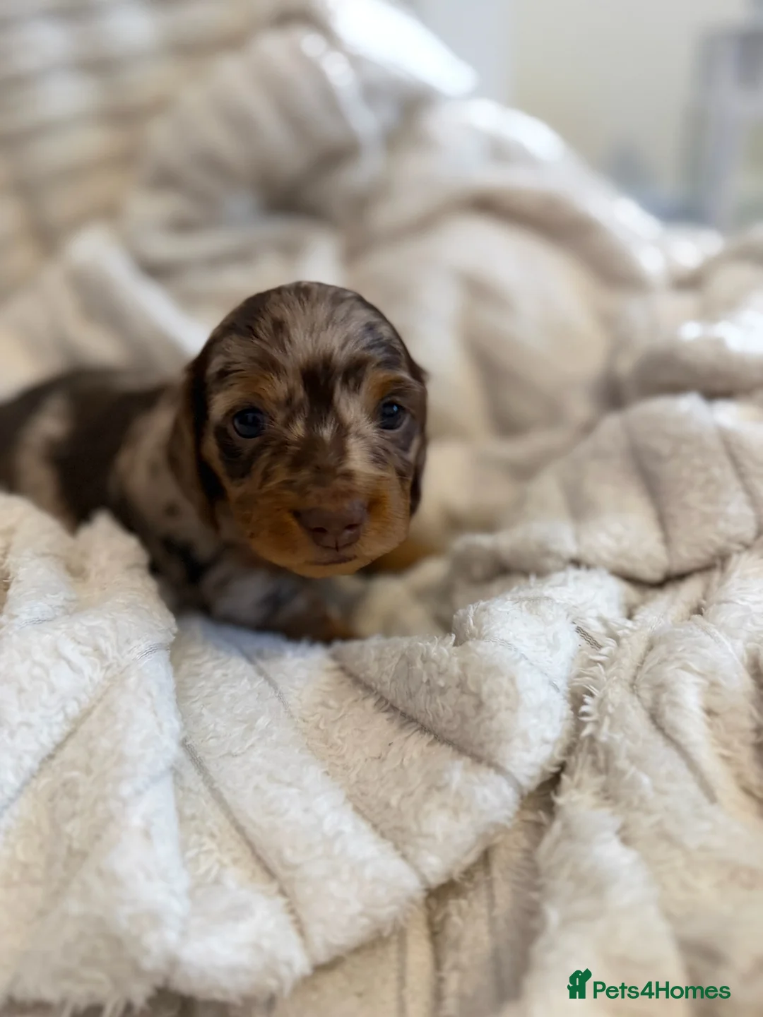 Miniature Dachshund dogs for sale: KC Miniature Dachshund Puppies –Chocolate & Dapple - Advert 17