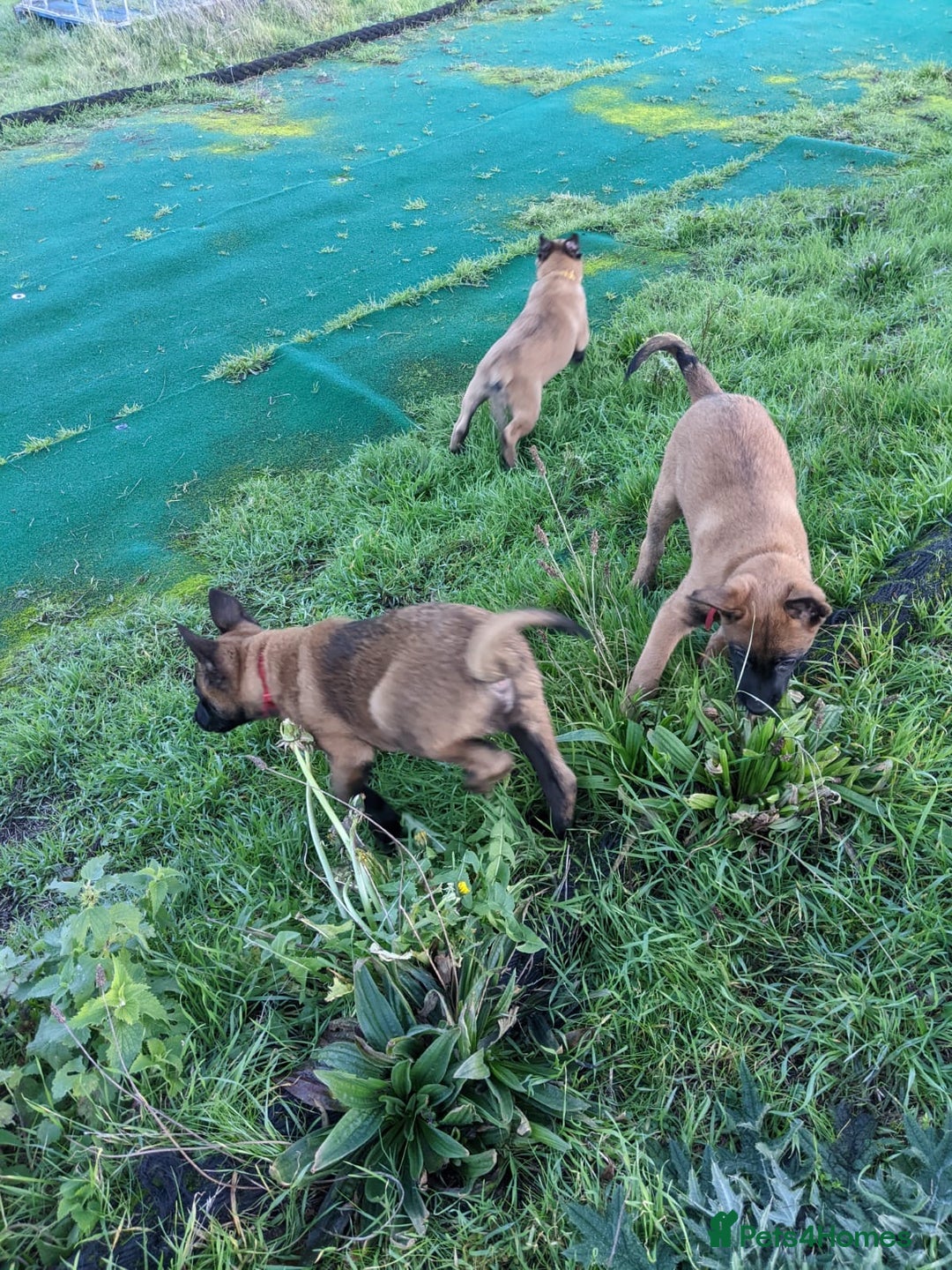 Belgian Shepherd Dog dogs for sale: Belgian Malinois - Advert 20