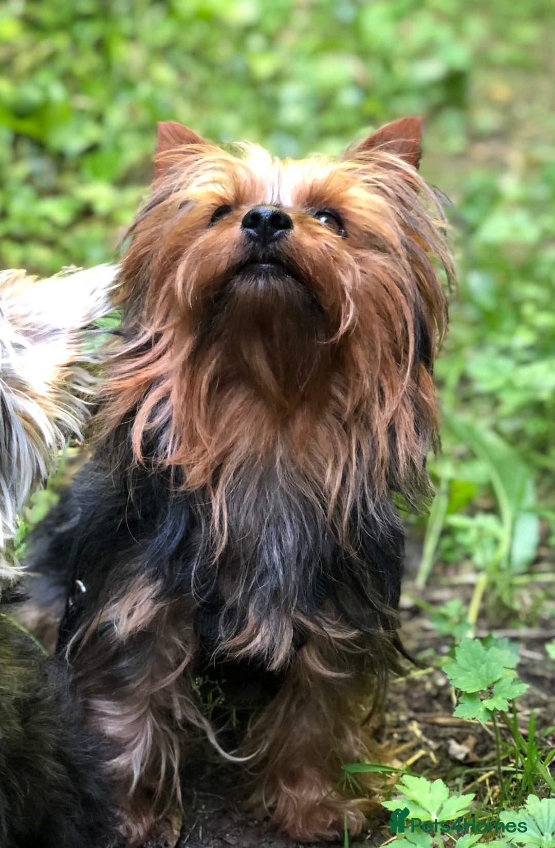 Yorkshire Terrier dogs for stud: Jeff the Yorkie looking for love (stud) - Advert 6