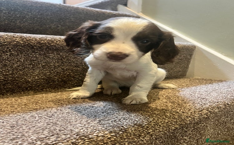 Sprocker dogs - Advert 10
