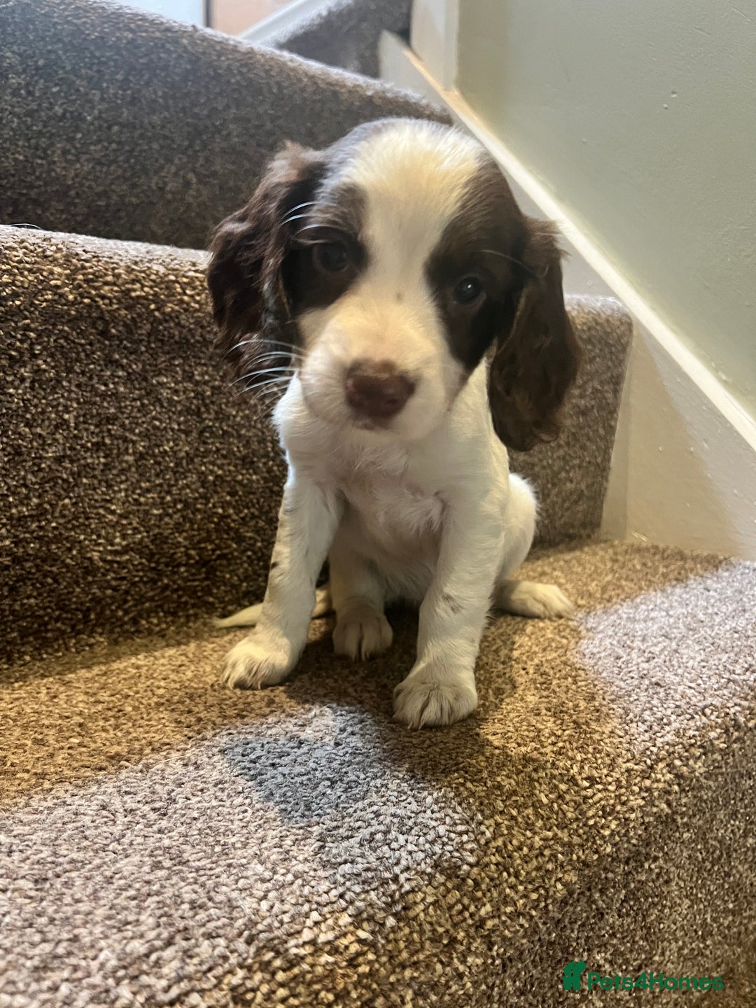 Sprocker dogs for sale: Lovely litter of Sprockers  - Image 1
