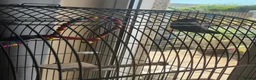 Lovebirds birds for sale: Lovebirds for sale  in Gainsborough - Advert 1