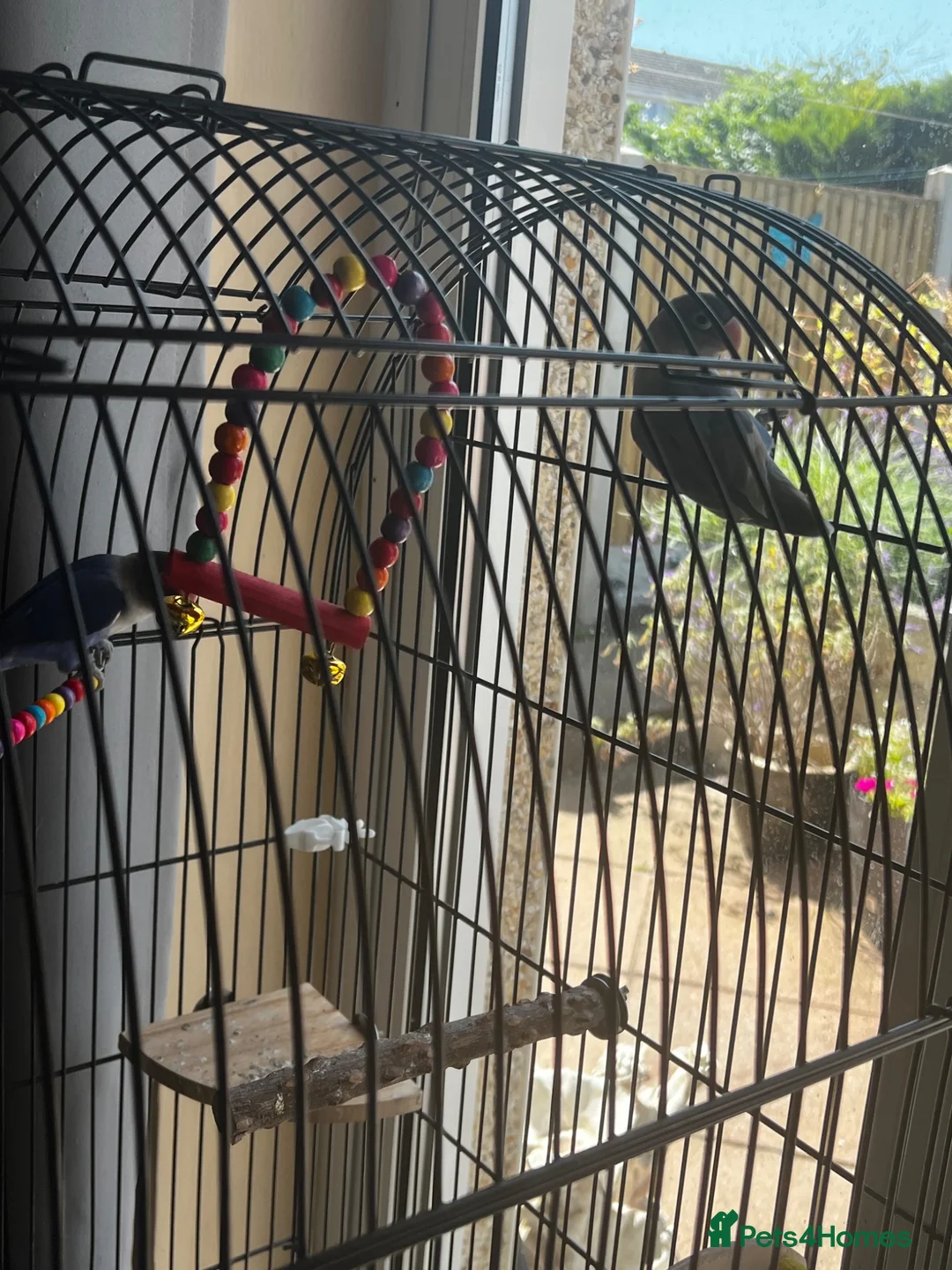 Lovebirds birds for sale: Lovebirds for sale  in Gainsborough - Advert 1
