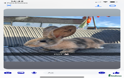 Continental Giant rabbits for sale: Continental giant  - Image 4
